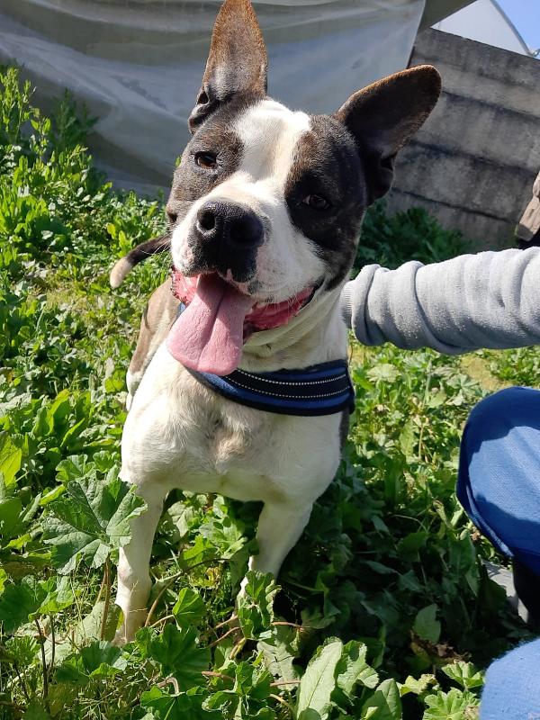 Franco, Splendido Simil Pitbull Di 4 Anni